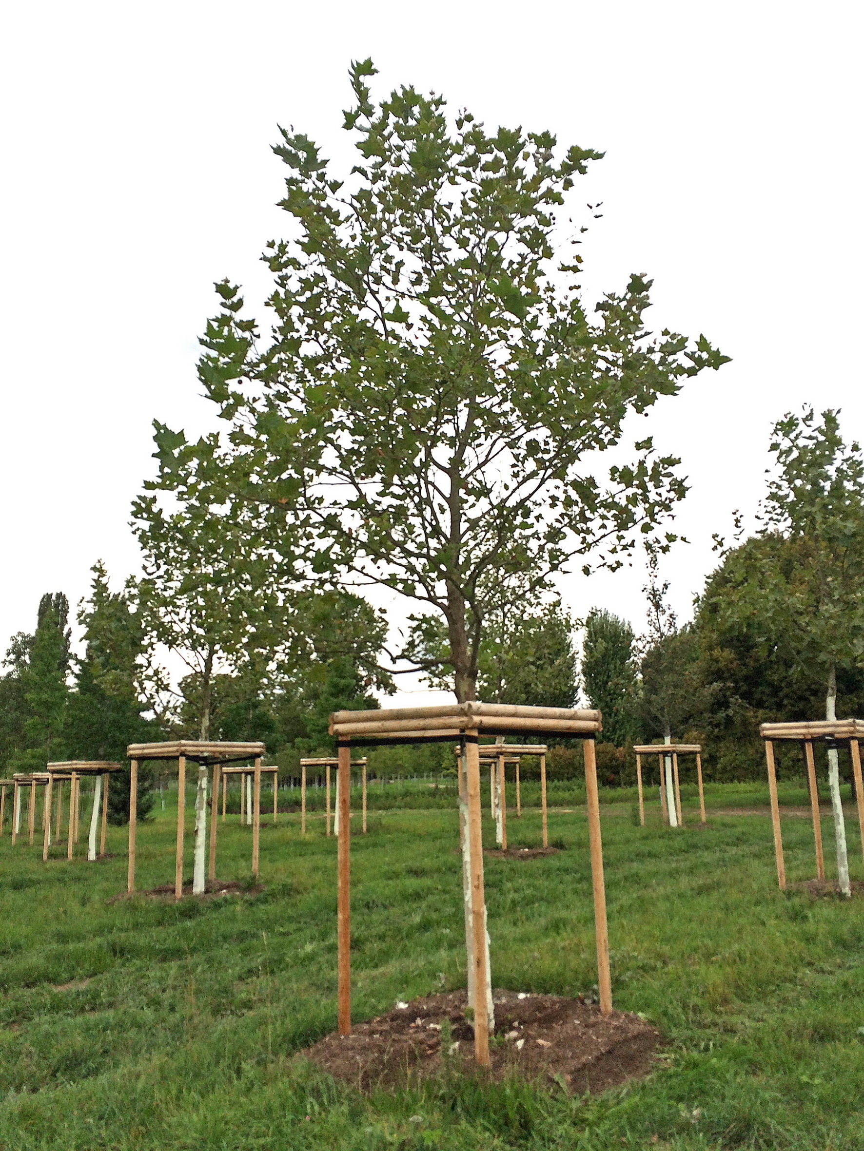 Die Bäume stehen auf einer Fläche des Gartenamtes.
^Foto: Gartenamt