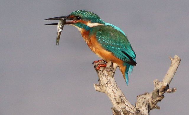 Der Fisch hat eine ganz gute Größe