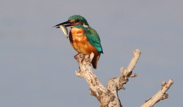 Da hatte er die Flosse und den Schwanz schon abgeschlagen