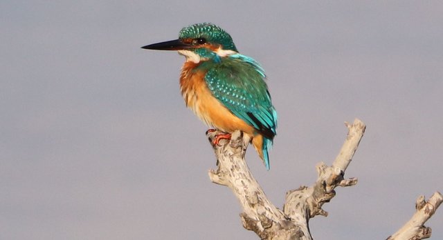 Nach der Mahlzeit war er erstmal zufrieden