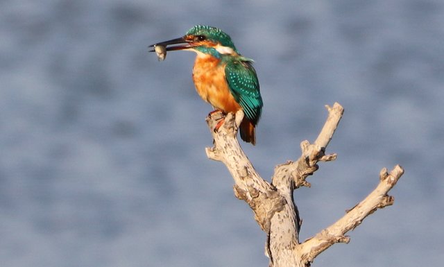 Das war der letzte Fisch, den er gefangen hat. Einen hat er zwischendurch verloren