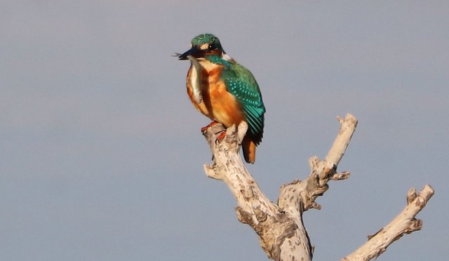 Der zweite Fisch war wesentlich größer