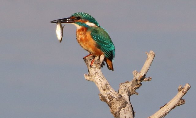 Vielleicht ein Stichling