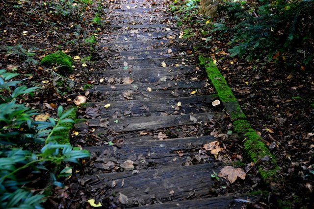 Und hier ging es auf dem nassen Holz wieder hinunter.