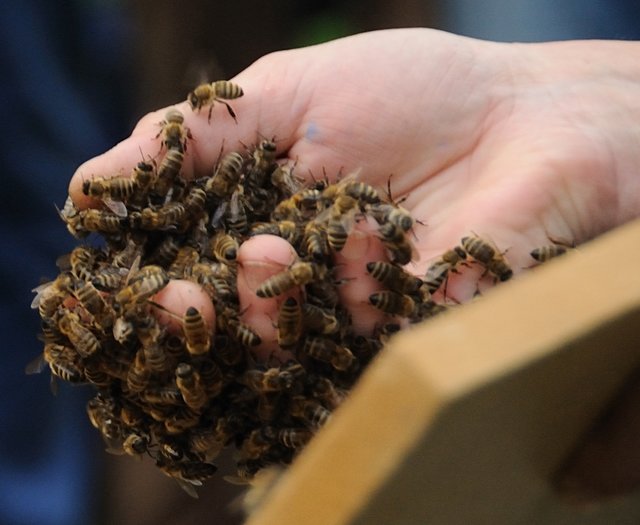 Honigbienen