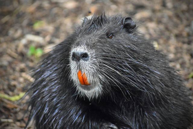 Ob dieses Nutria ein starker Raucher ist??? ;-)