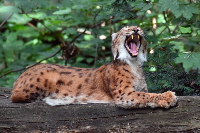 Der Luchs zeigt seine Zähne