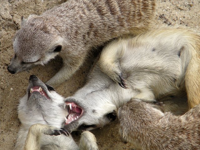 Den Letzten beißen die Erdmännchen