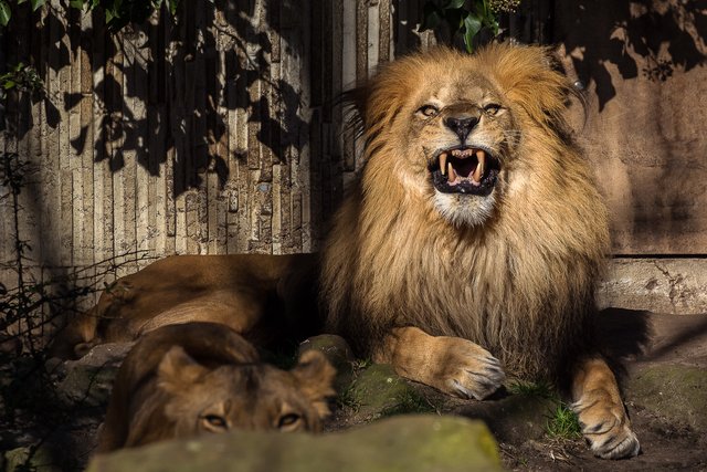 Mutiger Zahnarzt gesucht  :-)
