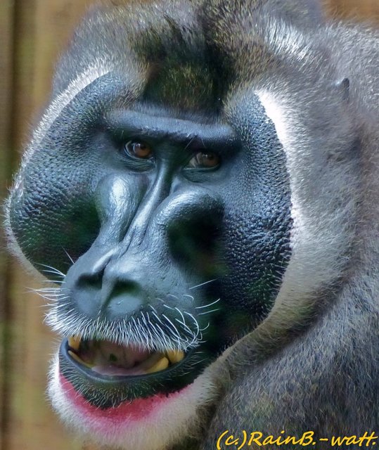 "Sei froh, dass die Scheibe zwischen uns ist!"