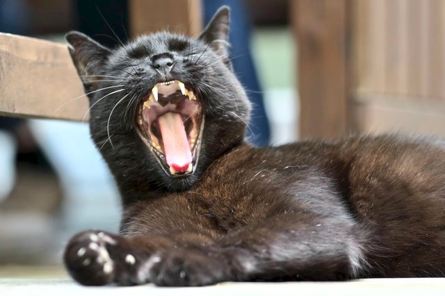 Zahnpflege? Gähn....