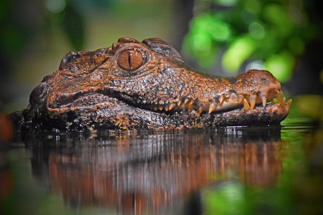Brauen-Glattstirnkaiman (Paleosuchus palpebrosus)