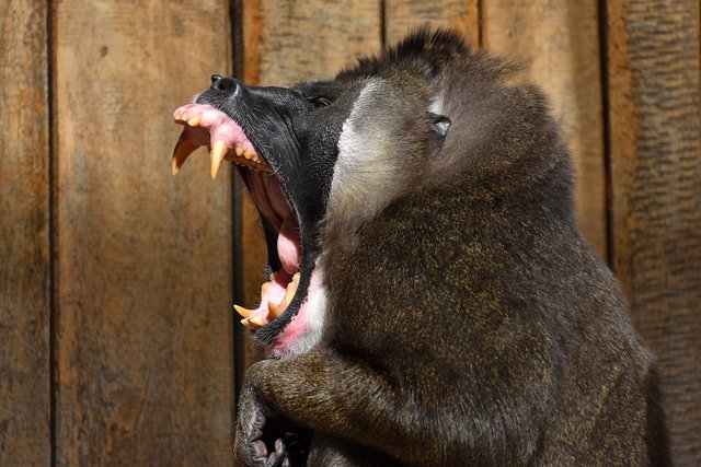 Das Gebiss eines Drill hält locker mit dem Gebiss einer großen Raubkatze mit.