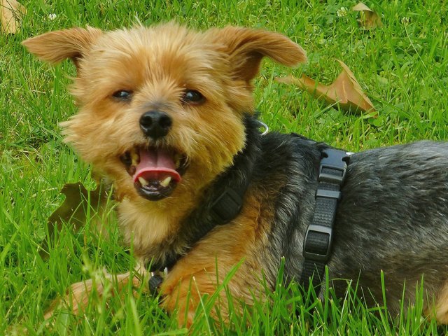 Ich habe zwar nur noch 17 von 42 Zähnen, aber die haben's in sich ....