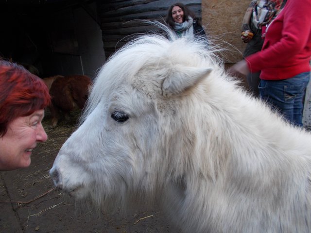 Eine Einladung zum Gnadenhof-ich bat um Spenden