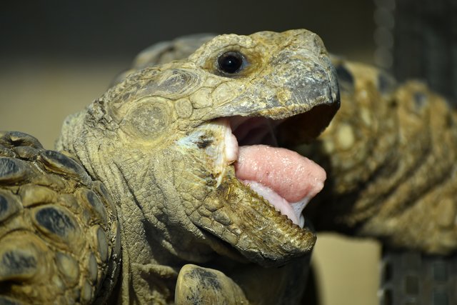 Zu Kauleisten haben sich die Zähne der Schildkröten im Laufe der Zeit zurückentwickelt. Wenn sie zuschnappen ist es trotzdem schmerzhaft.