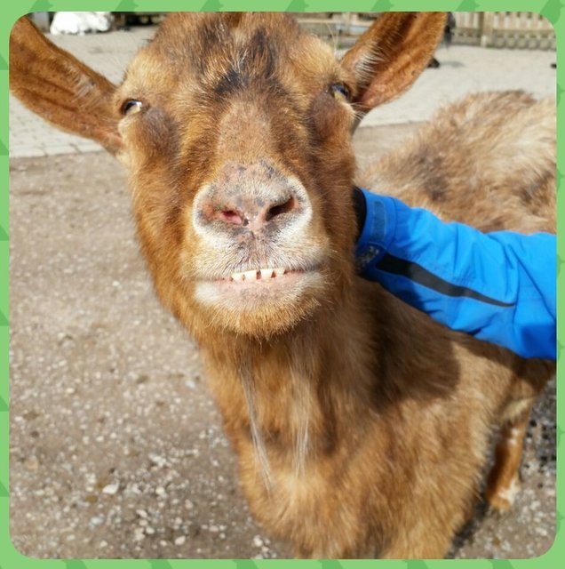 Zeig mal deine Beisserchen