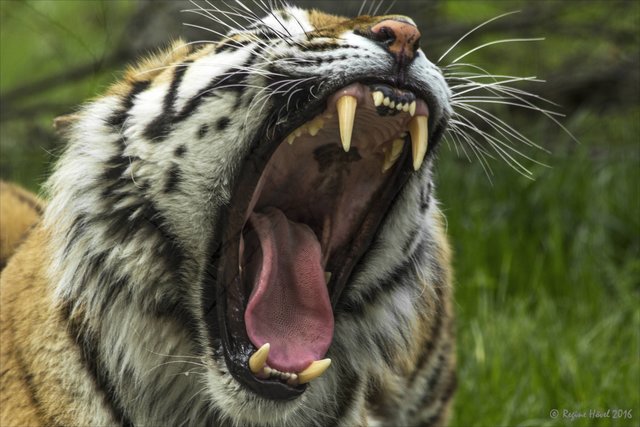 Ich habe sehr wirksame Zähne ...