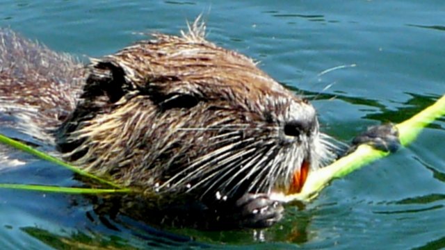 die erwachsene biberratte hat rote zähne, wie man hier sehr deutlich sehen kann.