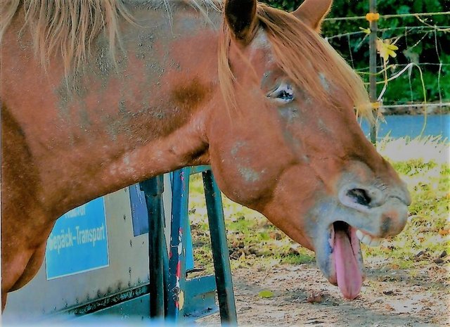 Zähne zeigen - da wiehern ja die Pferde
