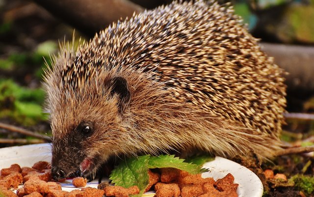 Wenn im Herbst das Nahrungsangebot für Igel knapper wird, kann auch eine Futterstelle helfen. Wichtig: Nur verträgliches Futter anbieten, sonst nehmen die kleinen Tiere Schaden. (Symbolbild)
