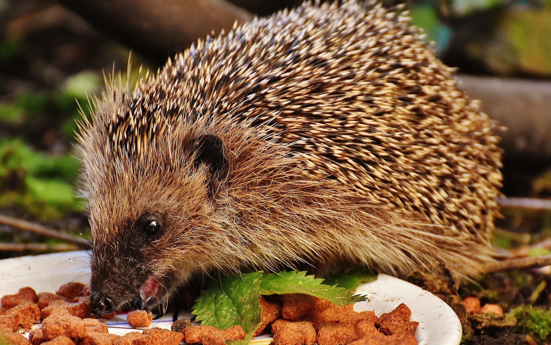 Wenn im Herbst das Nahrungsangebot für Igel knapper wird, kann auch eine Futterstelle helfen. Wichtig: Nur verträgliches Futter anbieten, sonst nehmen die kleinen Tiere Schaden. (Symbolbild)