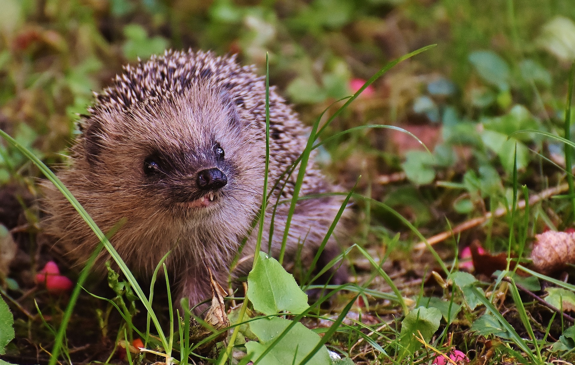 Im Herbst sind Igel häufiger zu sehen als in anderen Jahreszeiten. (Symbolbild)