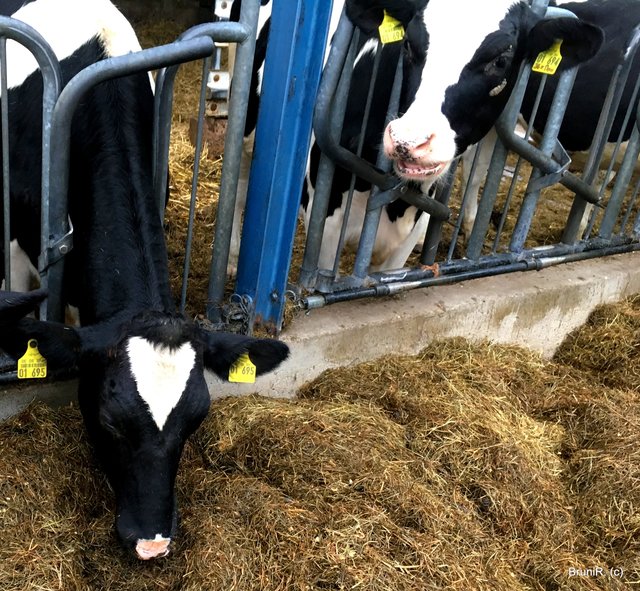 Und etwas schauten sie, was ich wohl da mache... :D