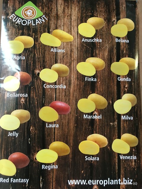 Kartoffelsorten