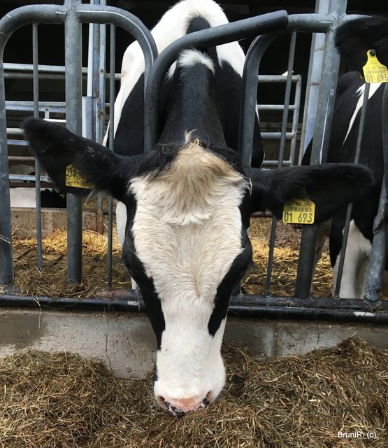 ...sie waren mit Futtern beschäftigt!