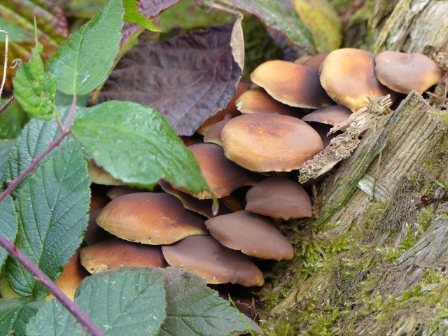 Foto: Rainer Bresslein