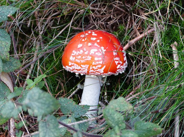 Foto: Rainer Bresslein