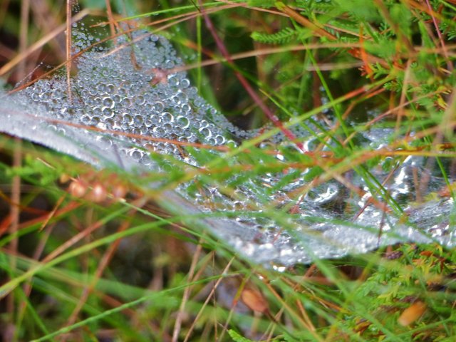 Foto: Rainer Bresslein