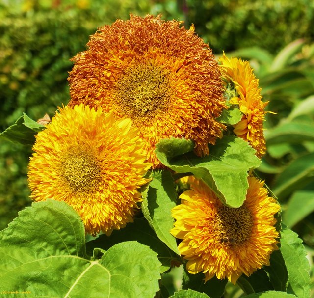 Foto: Rainer Bresslein