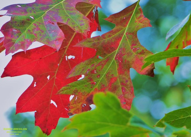 Foto: Rainer Bresslein