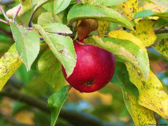 Foto: Rainer Bresslein