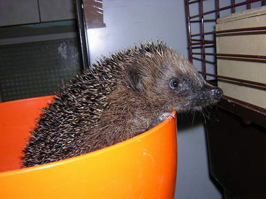 Dieser kleine Igel hat es nur mit Hilfe von Menschen geschafft, den Winter zu überleben. Die meisten Tiere finden im Herbst genug Nahrung, um den Winterschlaf beginnen zu können.