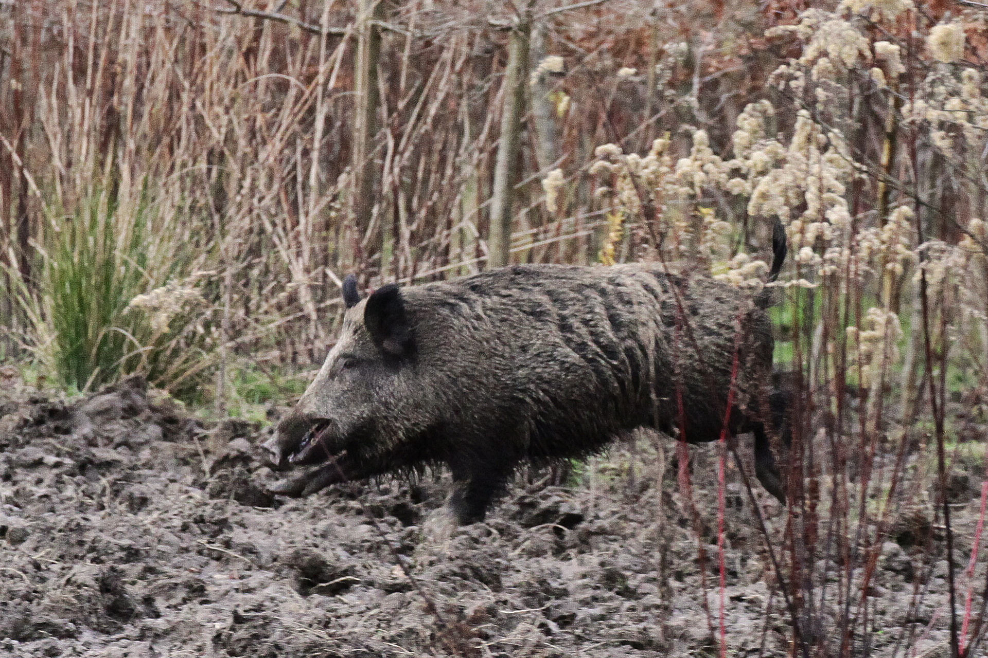 Die Afrikanische Schweinepest führt bei Wild- und Hausschweinen zum Tod.