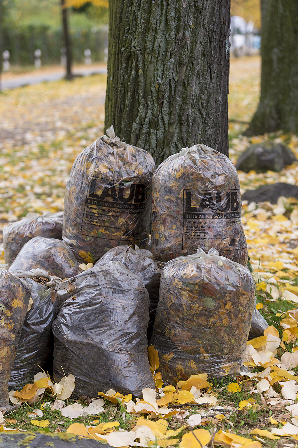 Ab Oktober sammelt die Straßenreinigung der EDG Laubsäcke ein.