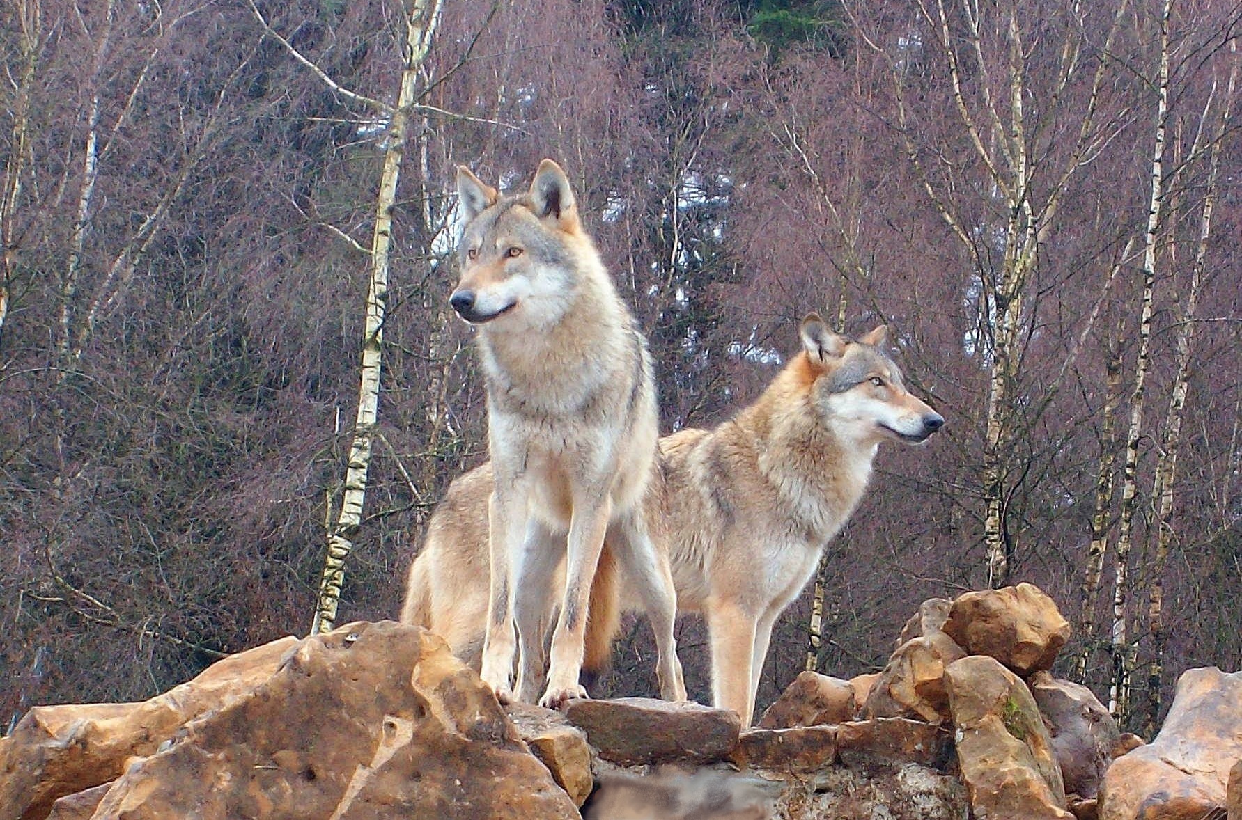 Nordrhein-Westfalen weist erstes „Wolfsgebiet“ am Niederrhein aus.