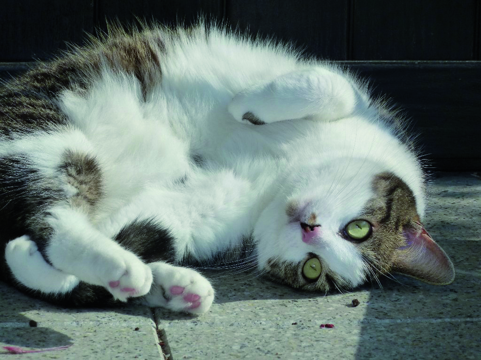 Grundsätzlich soll es eine Katzenschutzverordnung für Dortmund gegen- es ist nur die Frage wann.