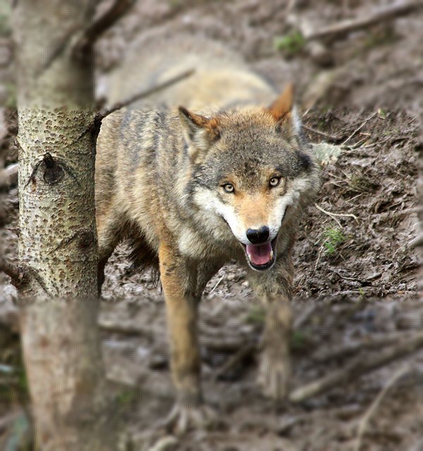 Das Foto stammt aus dem Lokalkompass-Archiv. | Foto: privat