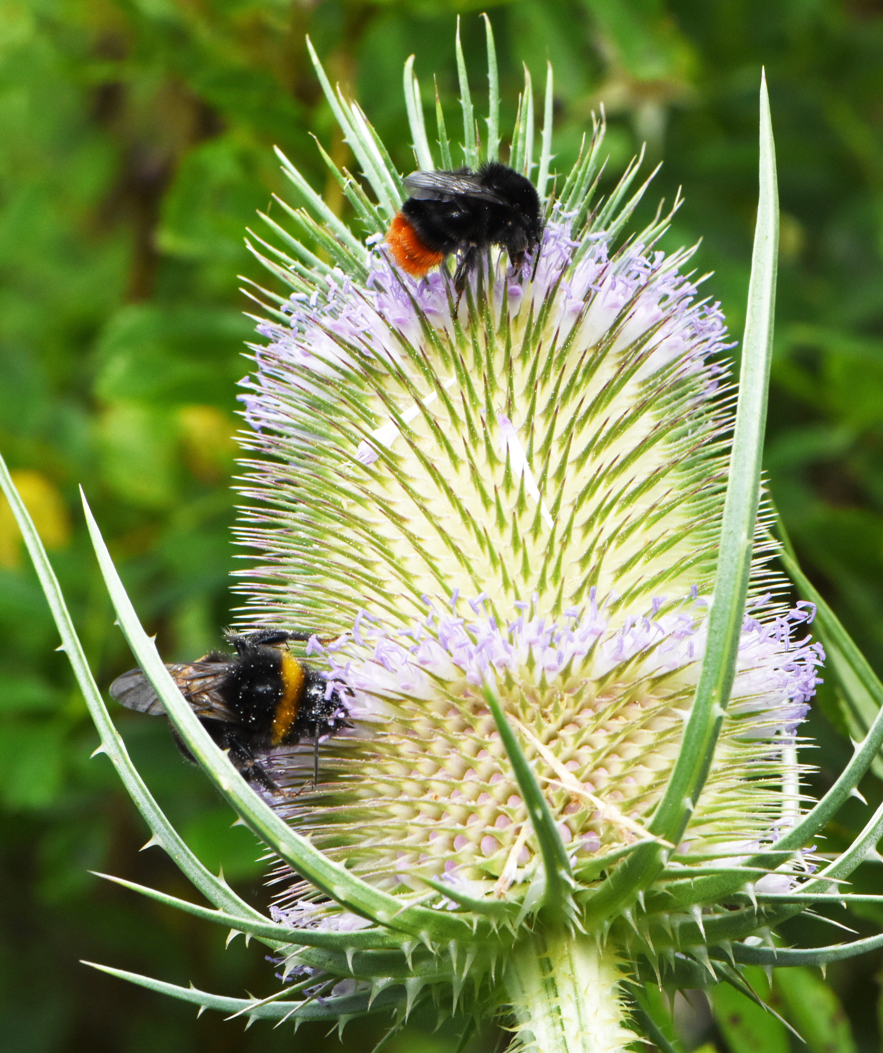 Auf die richtigen Pflanzen kommt es auch an: Die Blüte einer Wilden Karde bietet zum Beispiel Hummeln viel Nahrung. Denn Insektenhotels allein bringen wenig, wenn das Nahrungsangebot im Umfeld fehlt.