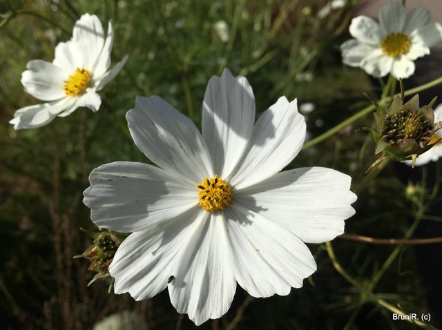 Wer findet den kleinen Käfer?