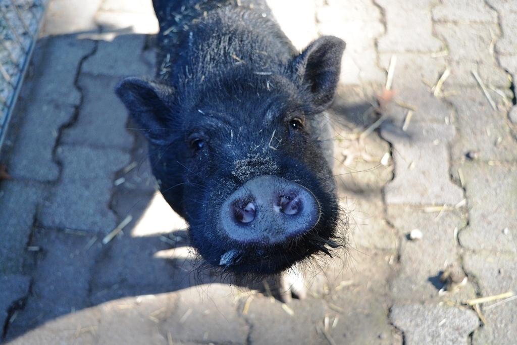 Ein tierischer Schatz im Marler Tierheim: Das Mini-Schweinchen Pumba.