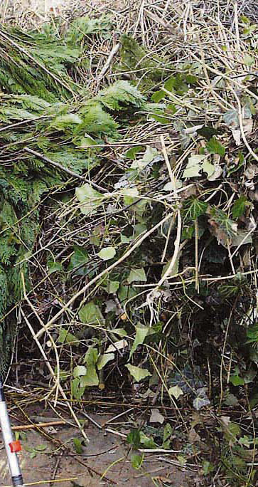 An fünf Samstagen im Herbst stellt Entsorgung Herne wieder Grüncontainer auf. Erster Termin ist der 13. Oktober.