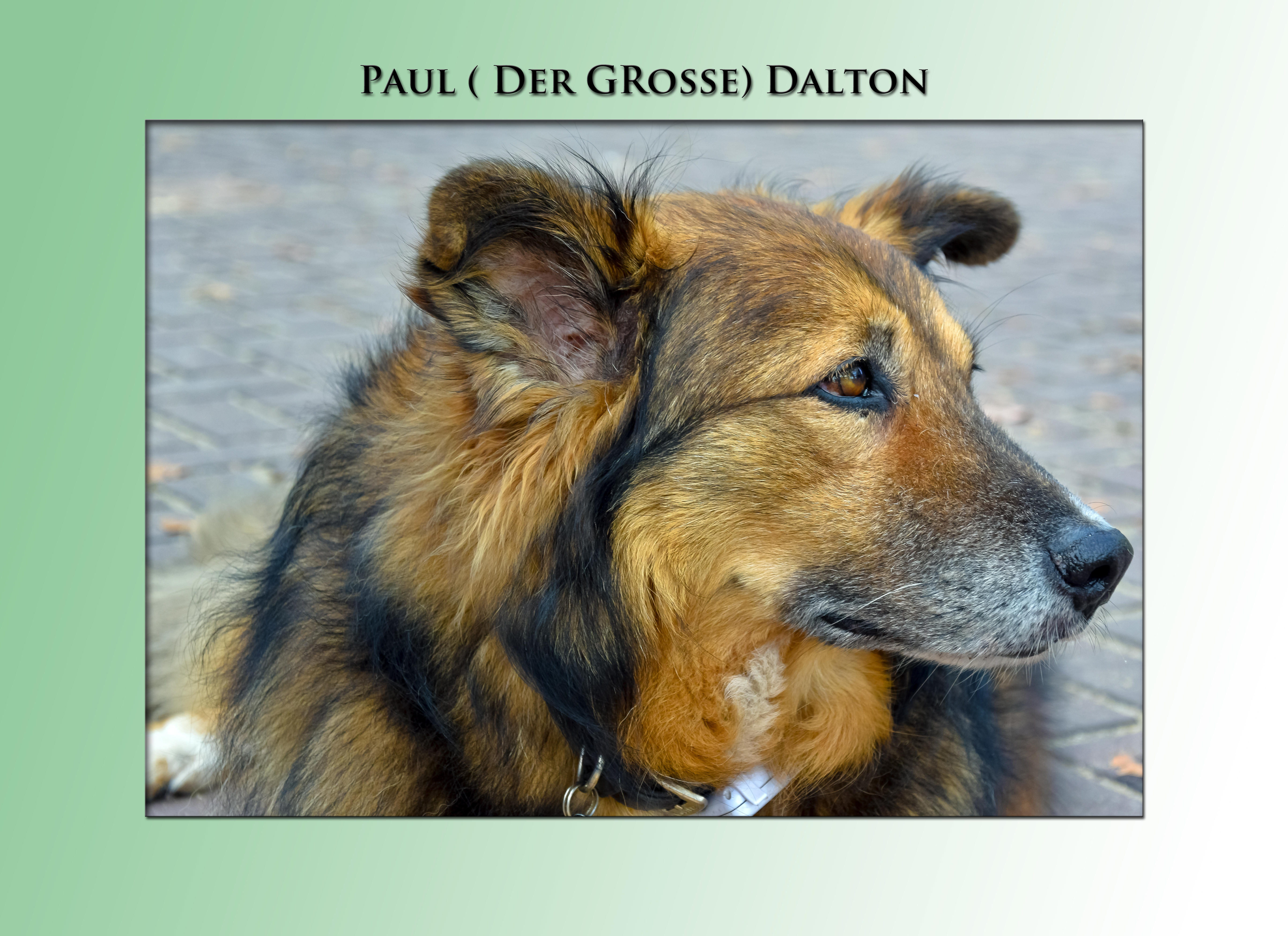 HerbstFest der GalgoHilfe e.V. ( Strandbad Wolfsee, Du - Wedau) Paul Dalton © Kreative Impressionen, Chr.Niersmann