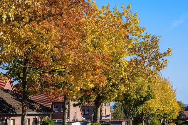 Die Ahorne sind häufig die ersten Bäume die sich im Herbst umfärben.