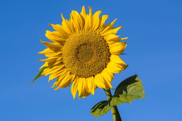 Wer sagt denn, dass an so einem schönen Himmel nur eine Sonne scheint?  :-)