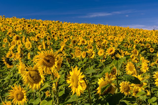 Wer mich kennt, der weiß, dass ich bei so einem Sonnenlicht nicht die Finger vom Pol-Filter lassen kann. So sieht dann das Ergebnis aus  :-)